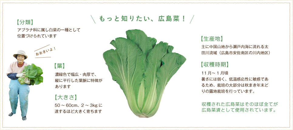 広島菜漬とは株式会社山豊[やまとよ] 広島菜漬の名店株式会社山豊[やまとよ]